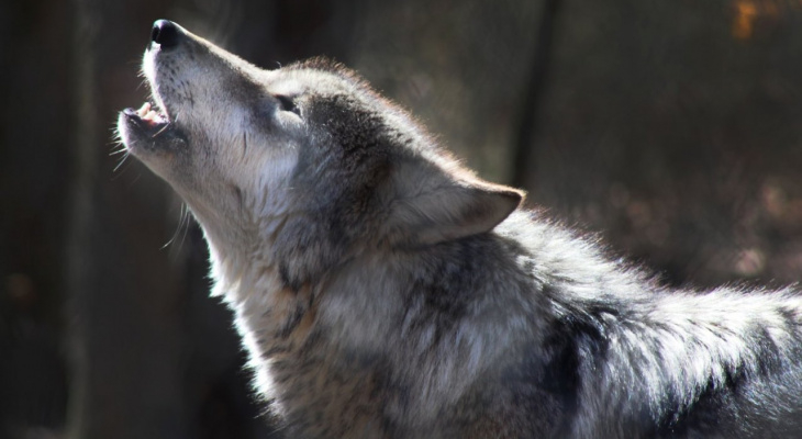 «Бесплатные» волки: в Коми приостановили выдачу вознаграждения за серых хищников