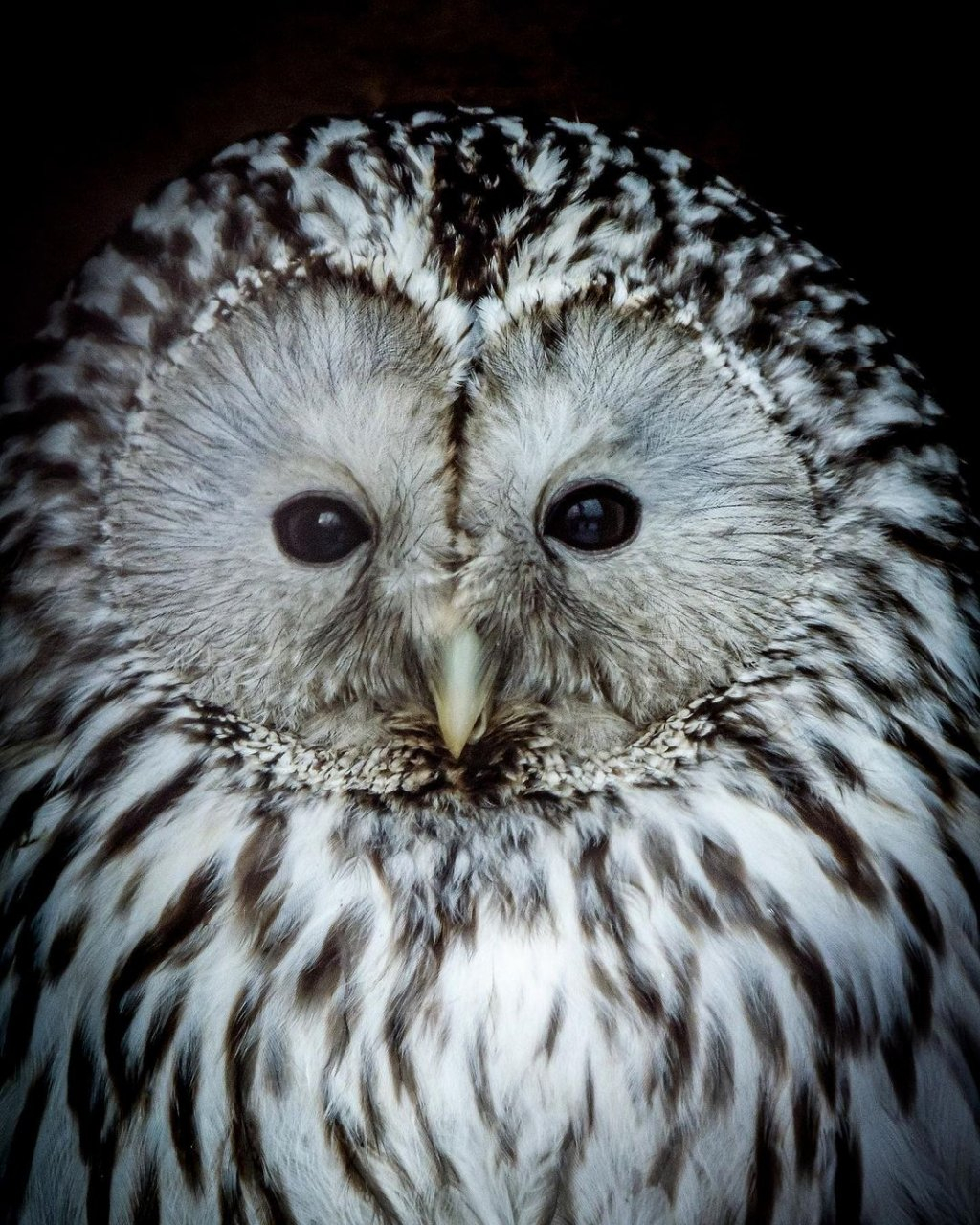 Фото дня от сыктывкарца: знакомьтесь - это сова