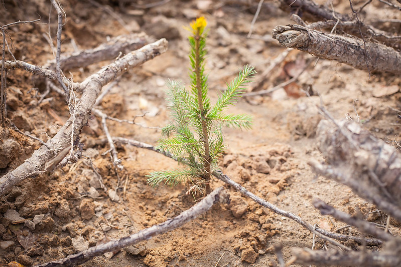 Жителей Коми пригласили посадить дерево и получить премию
