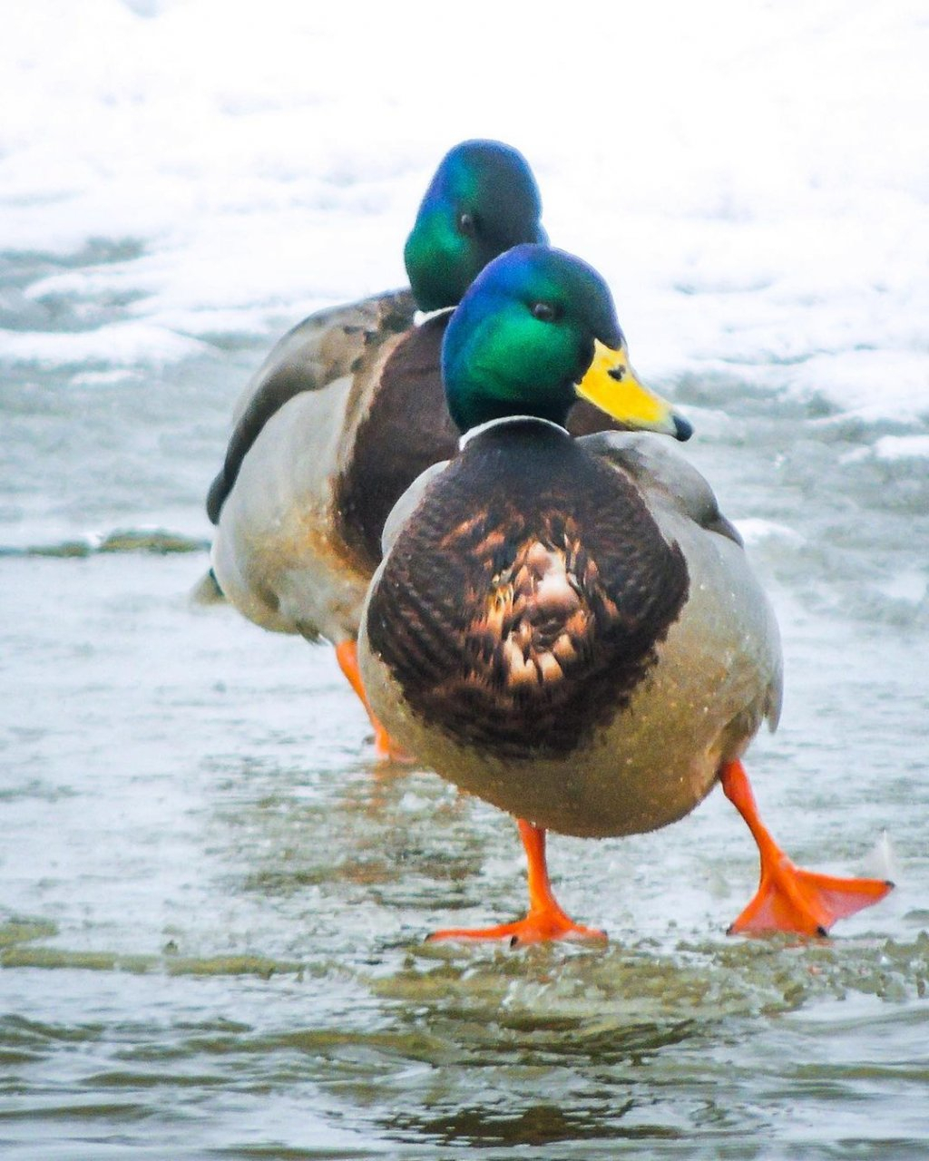 Фото дня в Сыктывкаре: выжившие утки