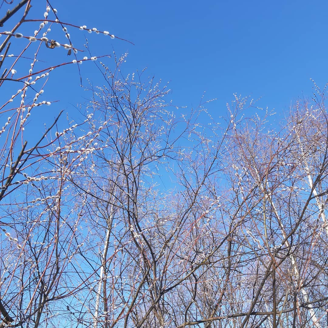 Фото дня в Сыктывкаре: солнечное настроение