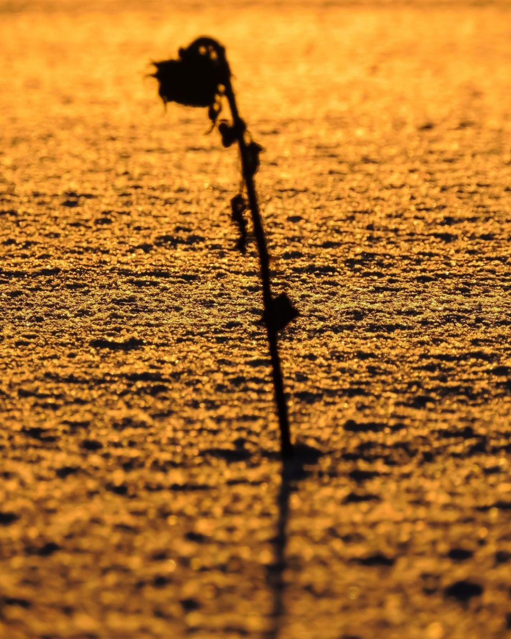 Фото дня в Сыктывкаре: цветок заката