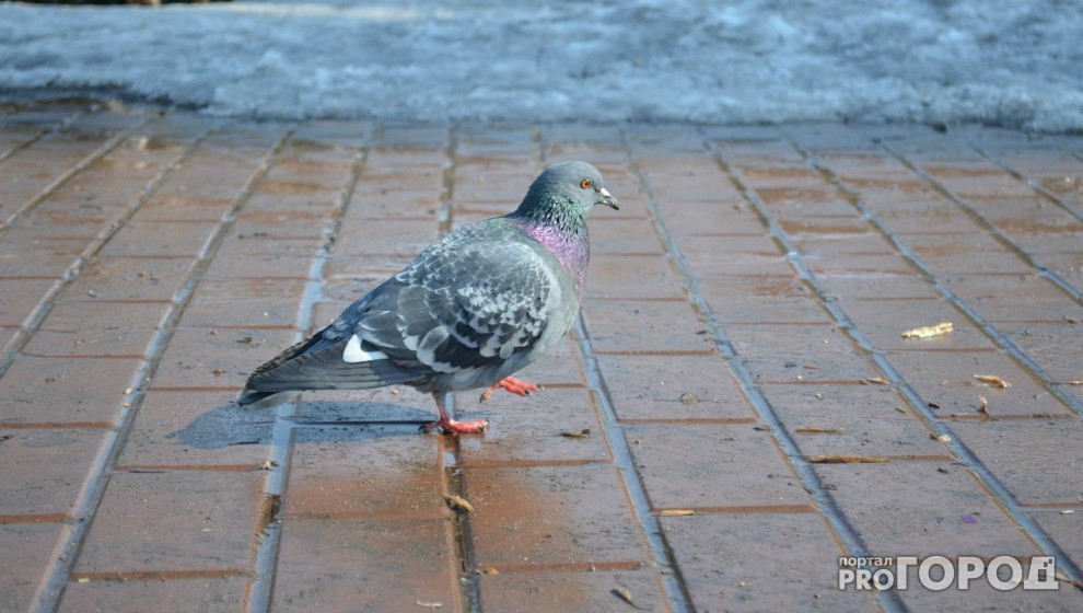 Погода в Сыктывкаре на 3 апреля: холодно и мокро