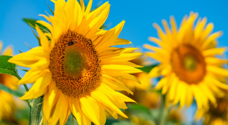 Названы опасные заблуждения о растительном масле