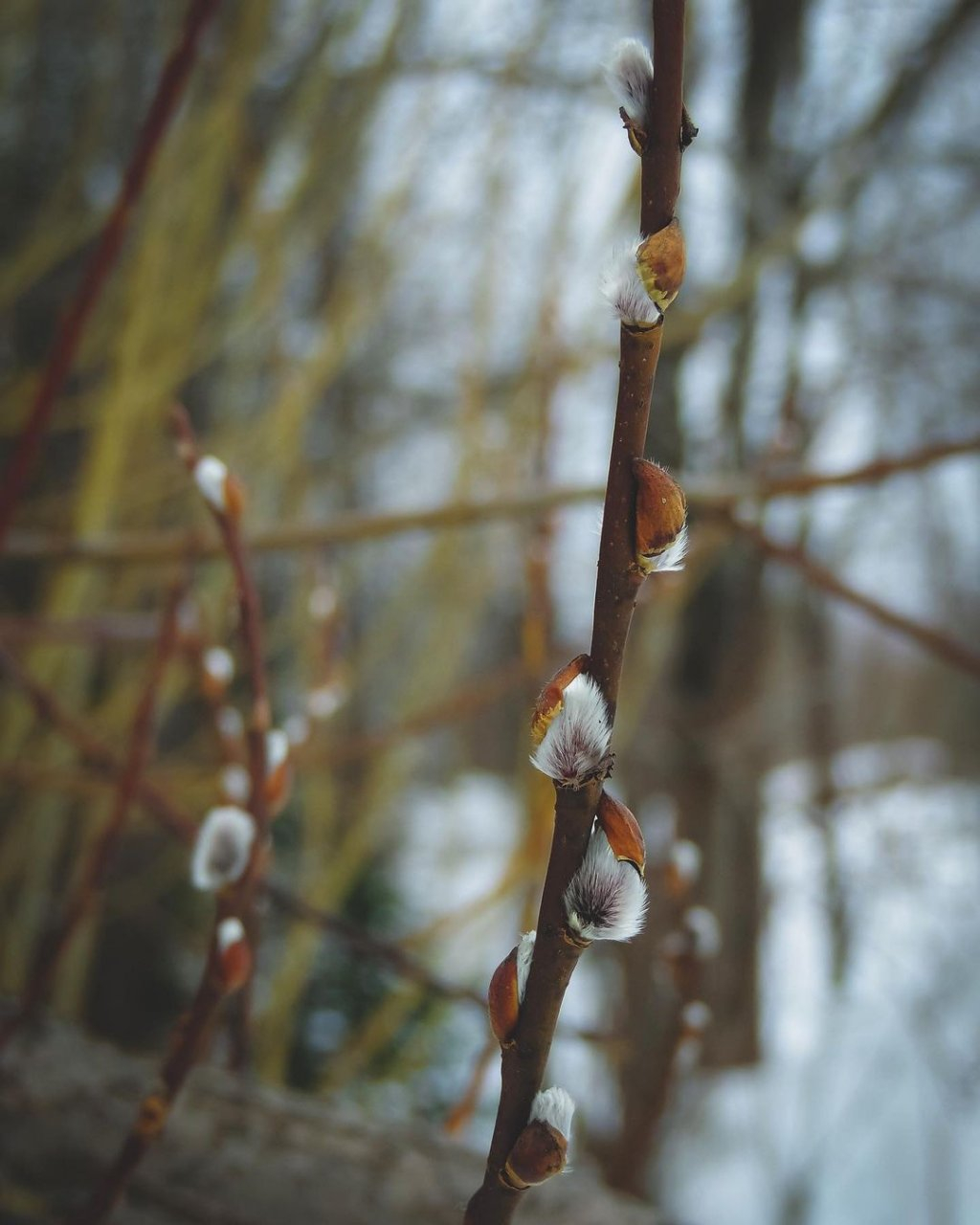 Фото дня в Сыктывкаре: пробуждение природы после зимы