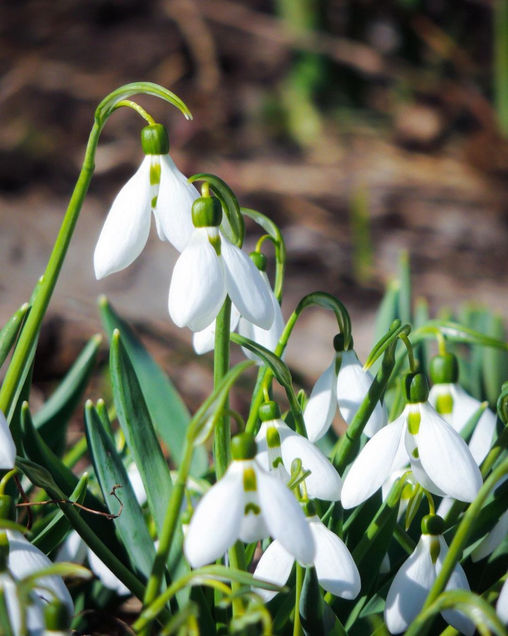 Фото дня в Сыктывкаре: первые весенние цветы
