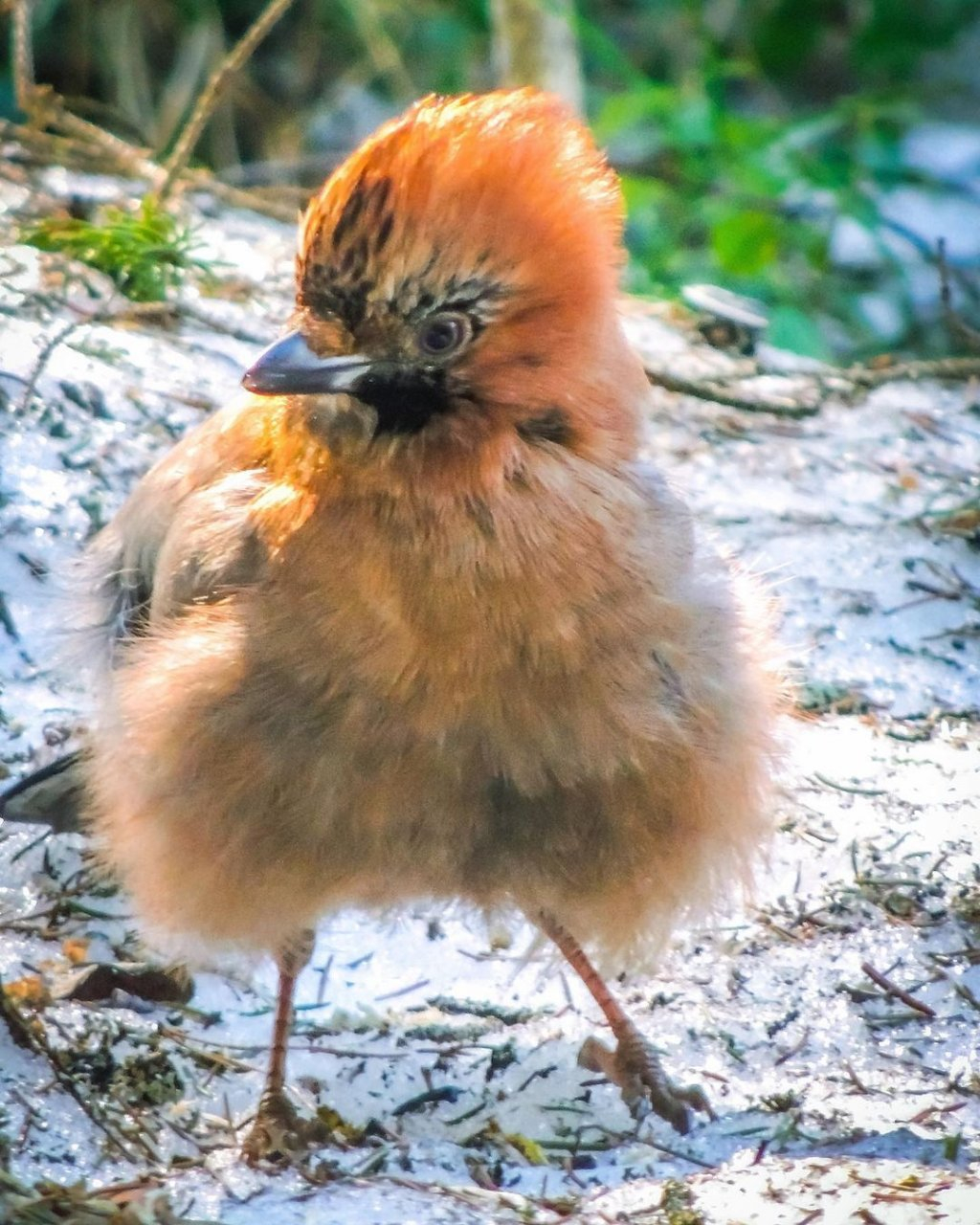 Фото дня в Сыктывкаре: огненная красавица-сойка