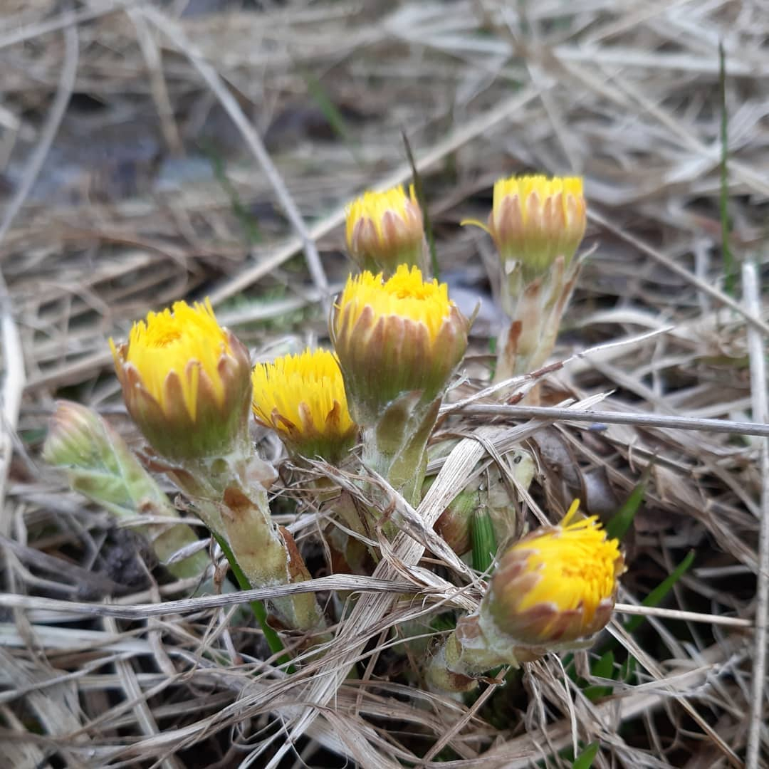 Фото дня в Сыктывкаре: первая мать-и-мачеха