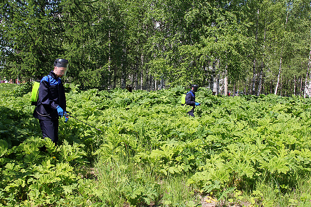 Миллион рублей потратят на «травлю» борщевика в Сыктывкаре