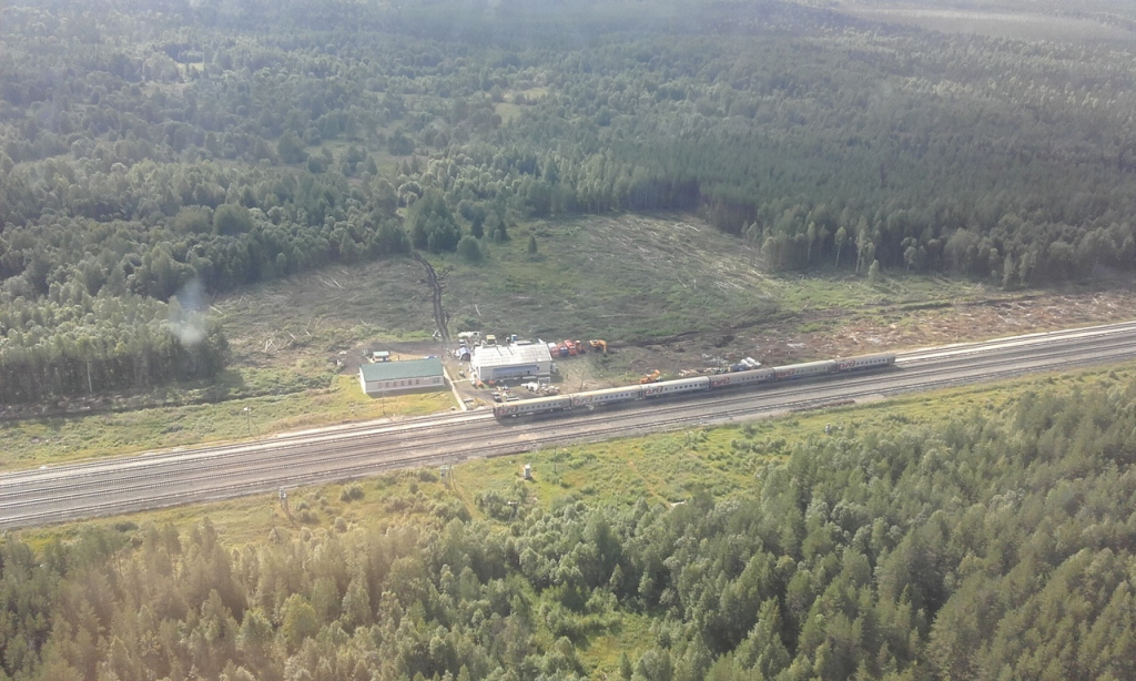 На станции Шиес высадят почти 40 тысяч сосен