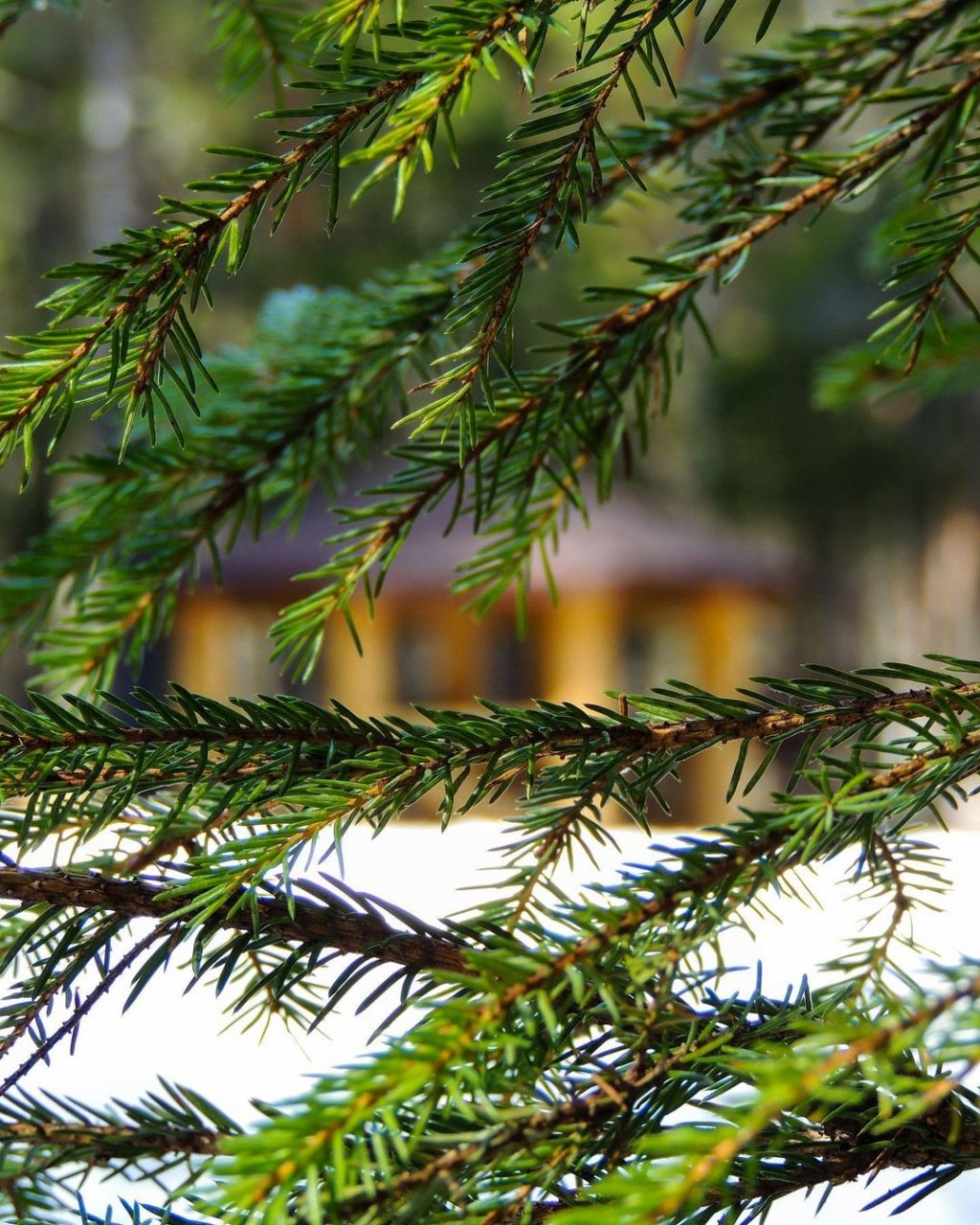Фото дня в Сыктывкаре: волшебное царство леса