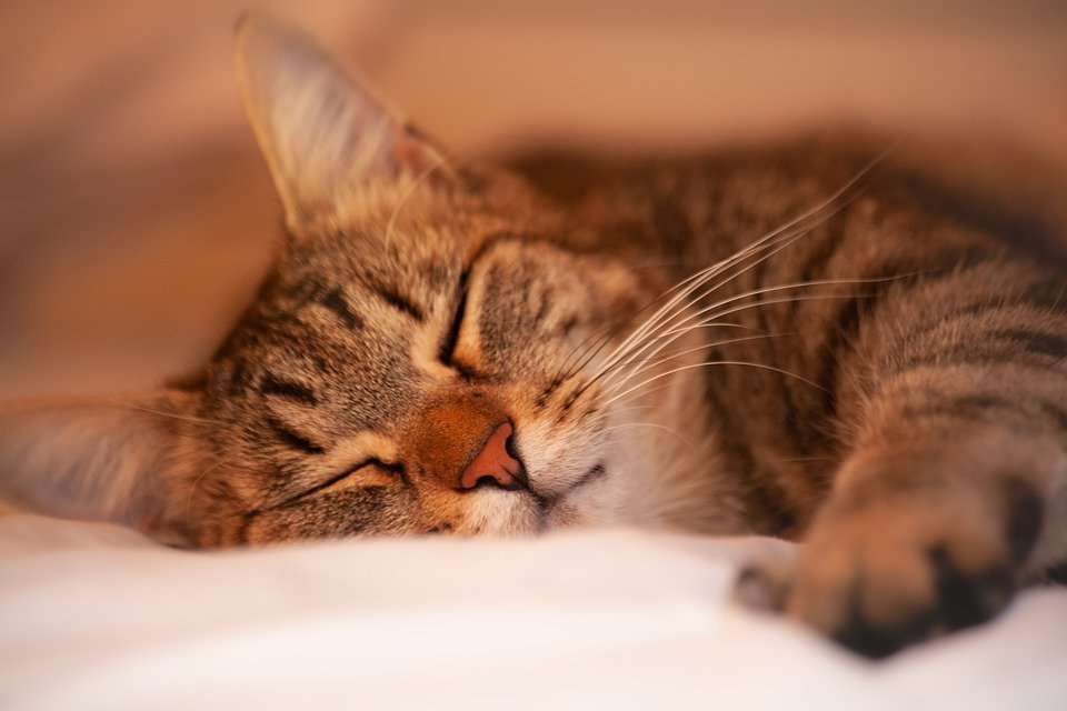 Здоровый сон: как не заболеть ночью