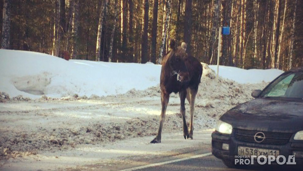 В Коми браконьеры убили лося и пытались обвинить в этом собак