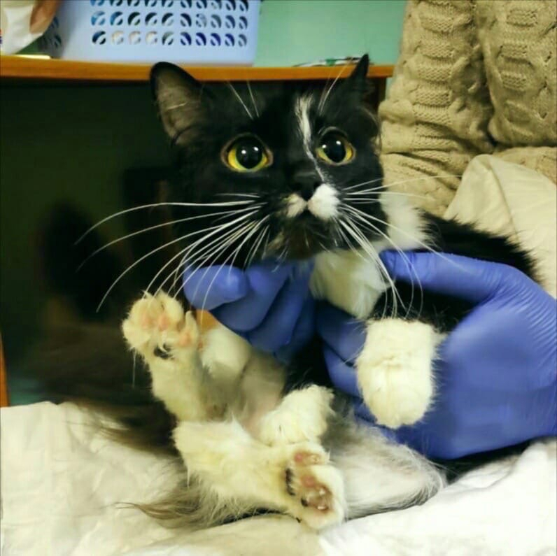 Сыктывкарка, которую обвиняют в убийстве кошки, озвучила свою версию событий