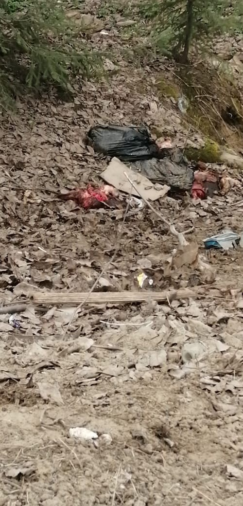 Сыктывкарка нашла за домом черные пакеты, забитые странными кусками мяса