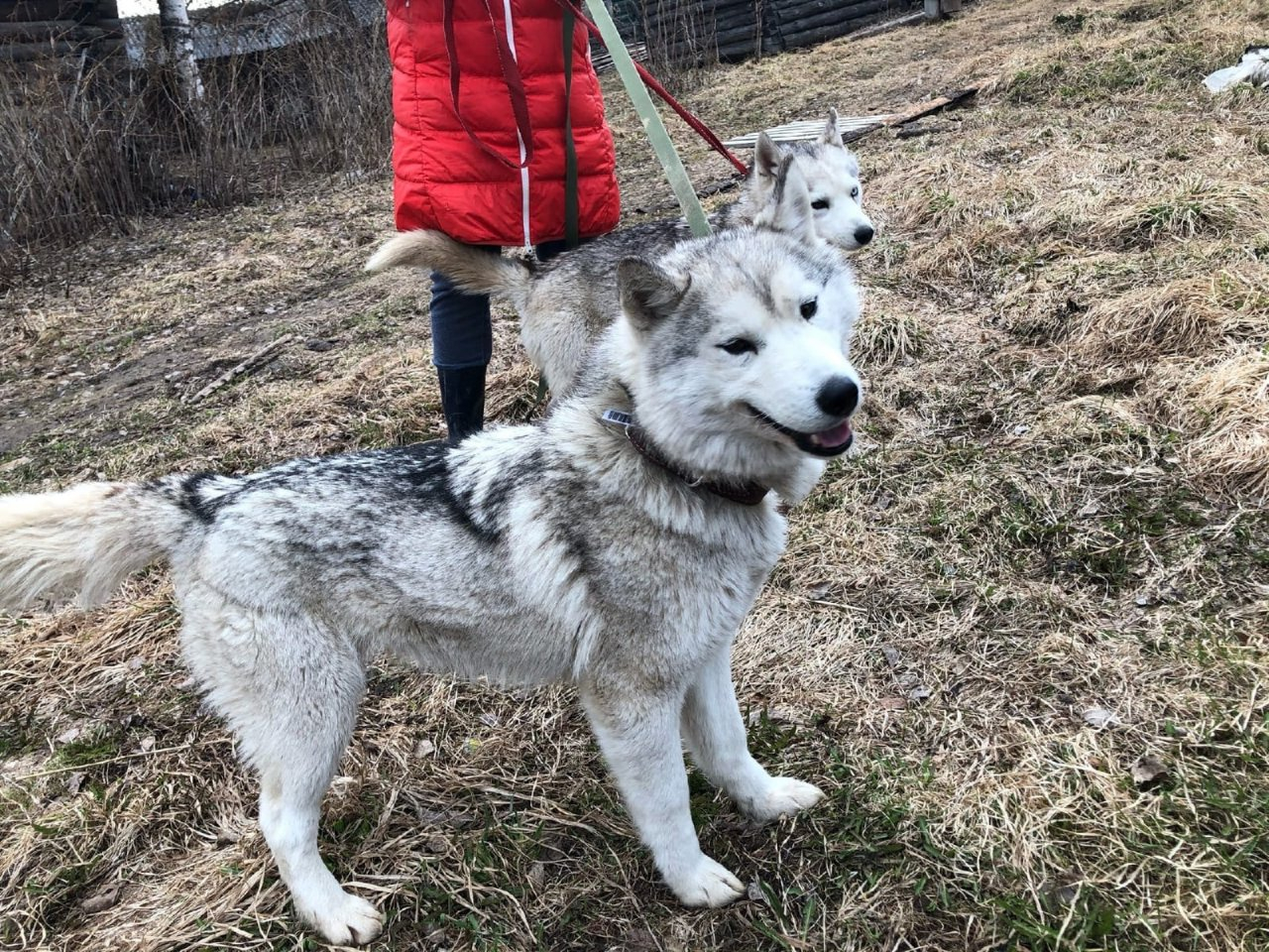 В Коми целую упряжку хаски бросили на съедение волкам
