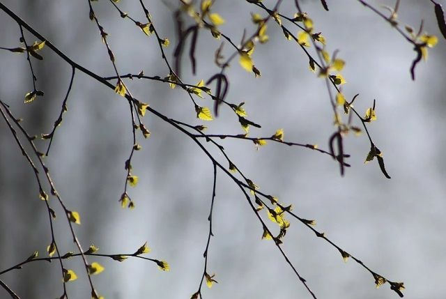 Погода в Сыктывкаре на 6 мая: немного сыро, солнечно и прохладно
