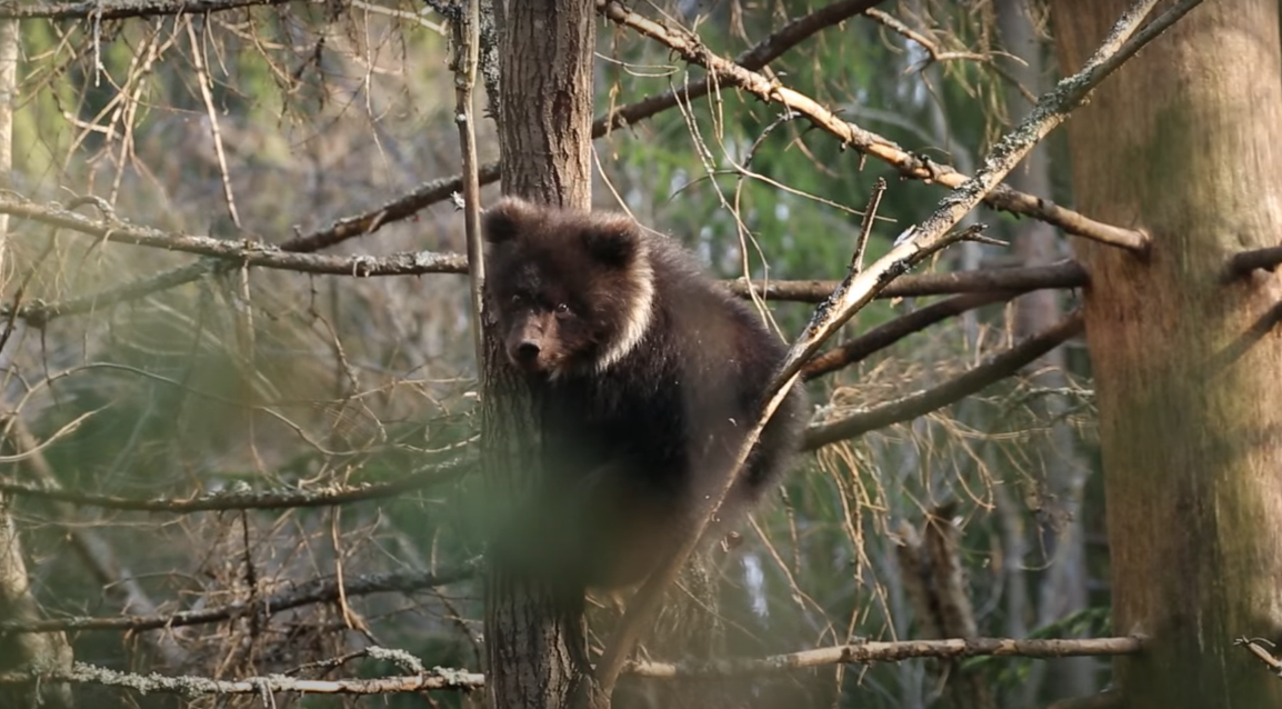 Медведица Пужа передала привет жителям Коми (видео)