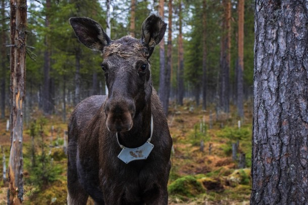 В Коми лоси связались с космосом