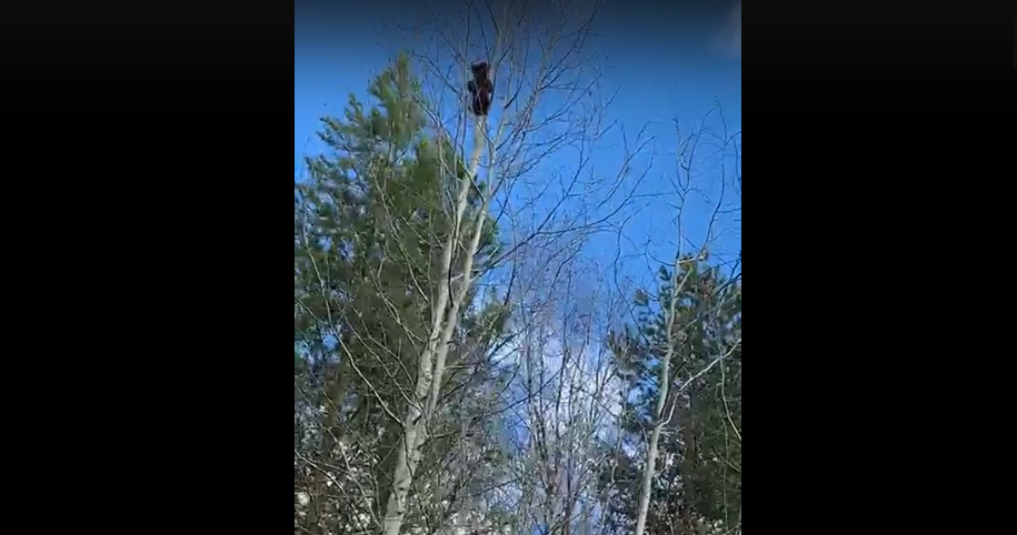 В Коми собаки загнали маленького мишку на самую макушку дерева (видео)