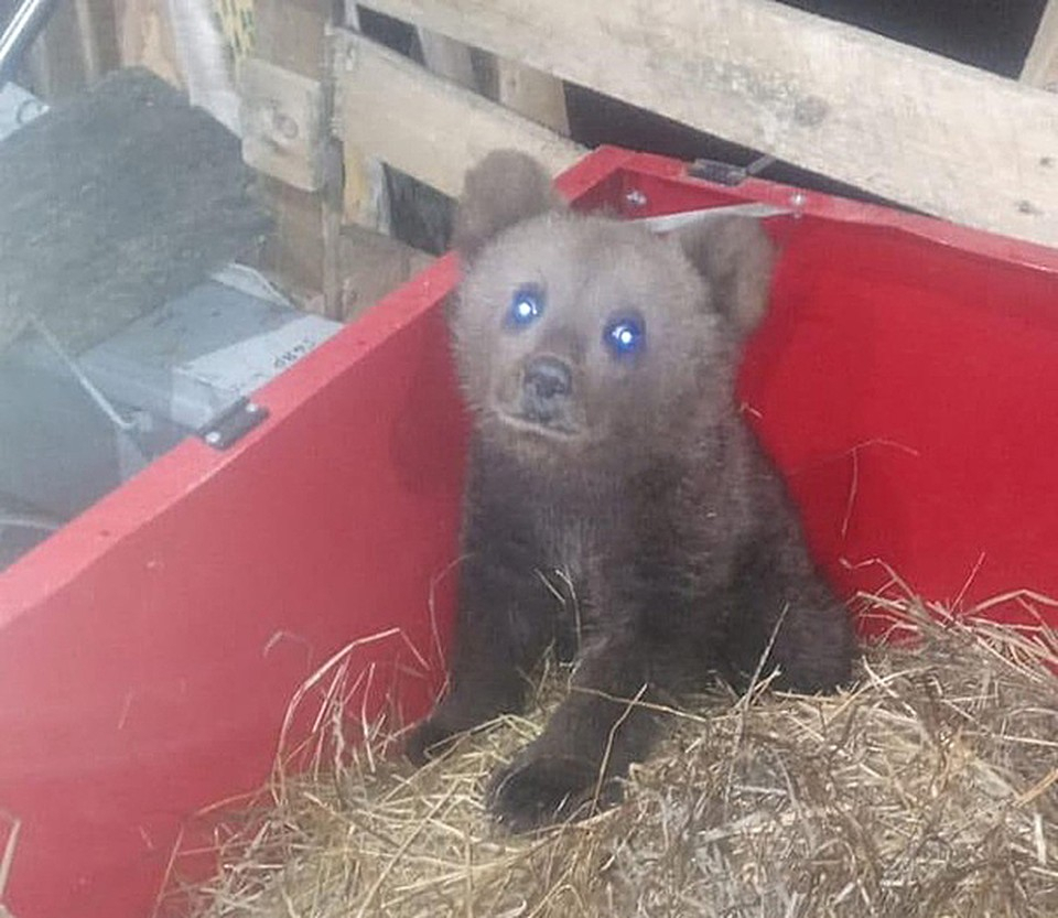 Жители Коми ищут попутчиков для маленького мишки