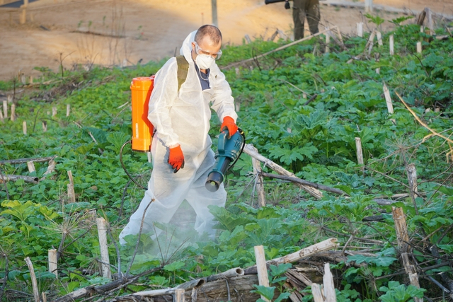 В Сыктывкаре от борщевика обработают почти 800 тысяч квадратных метров