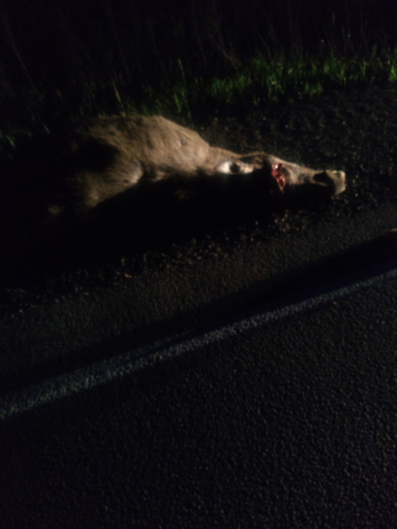 В Коми лось выбежал под машину, травмировал четырех человек и погиб