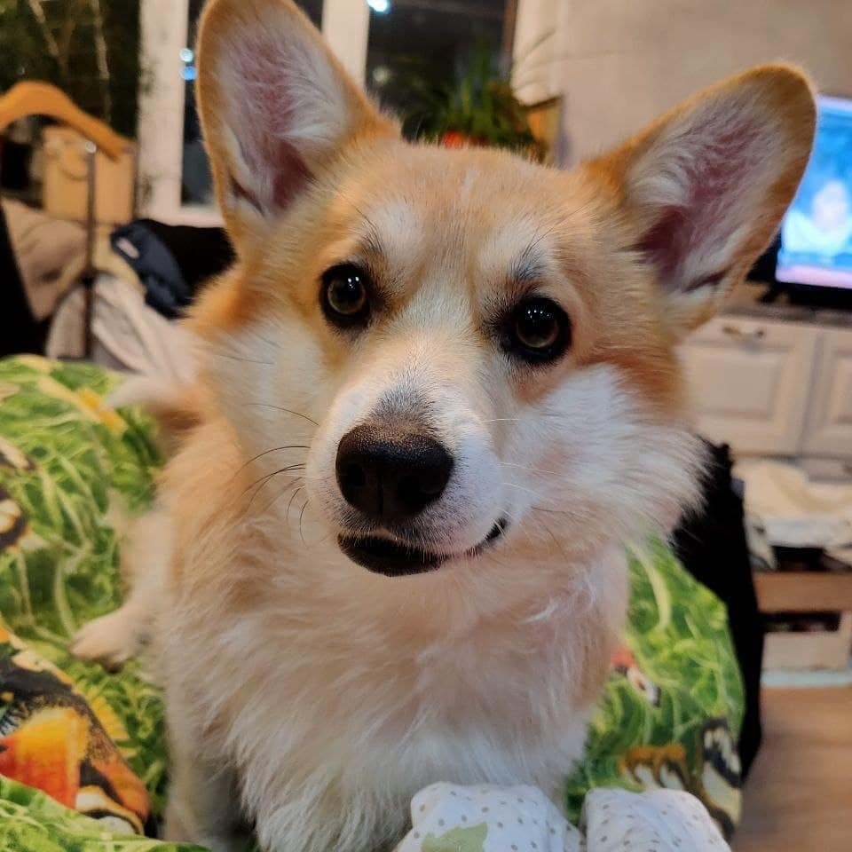 Корги-киднэппинг: в Сыктывкаре женщина похитила собаку, чтобы спасти ее от страшной жары