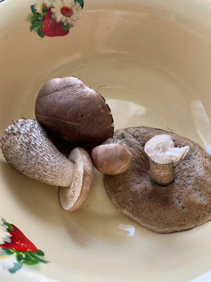 Грибной сезон: сыктывкарцы показали результаты первой «тихой охоты» в 2021 году