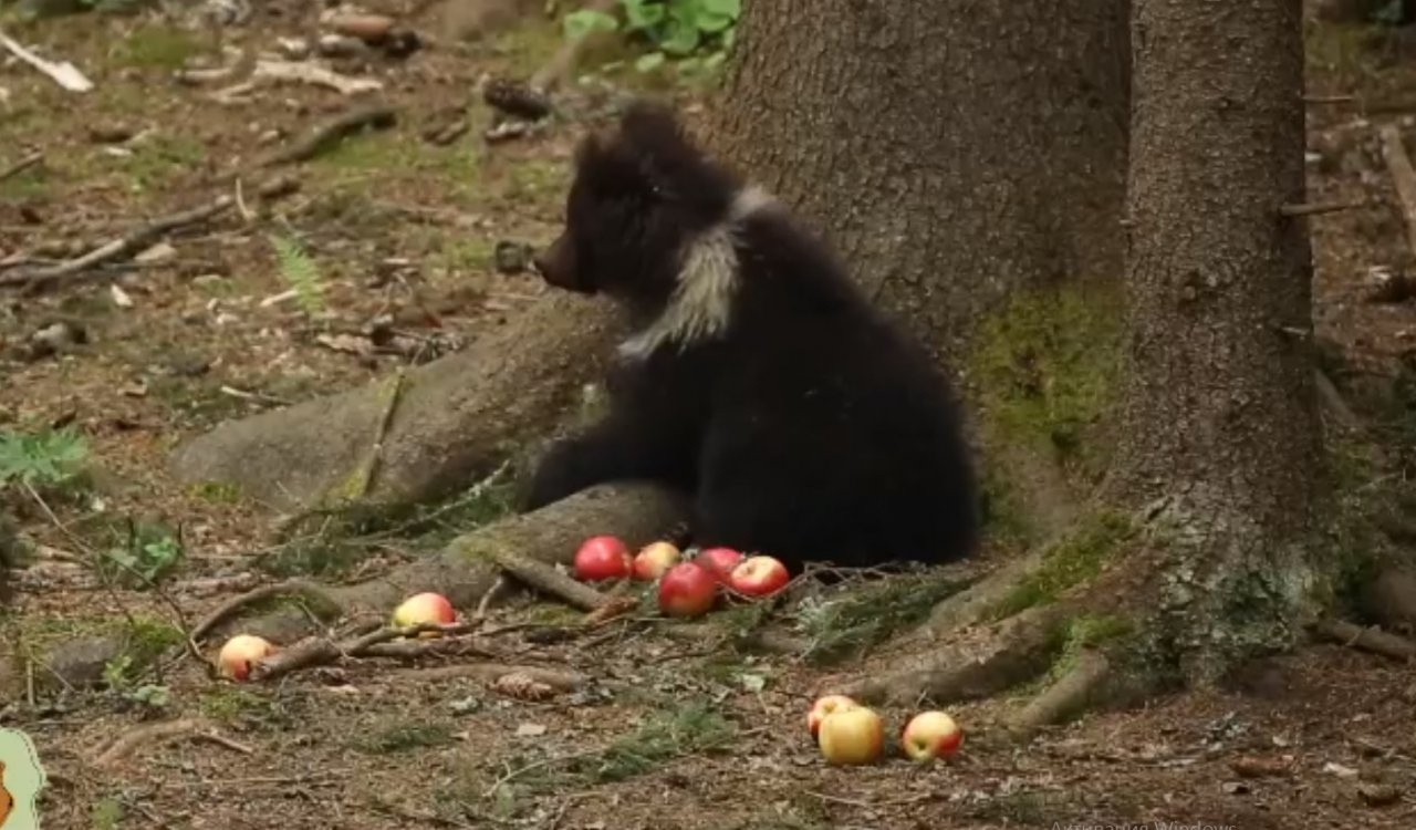 Медведица Пужа умиляет жителей Коми в новом видео