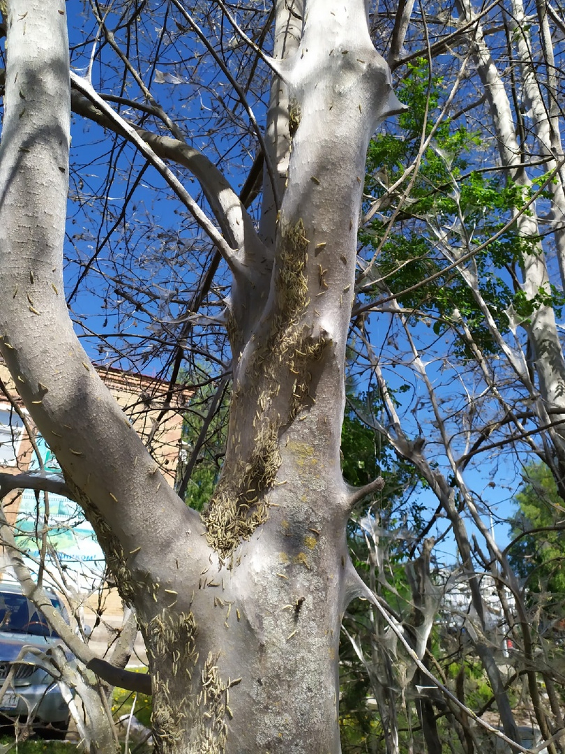 Черемуху в Сыктывкаре покрыло паутиной: специалисты объяснили причины