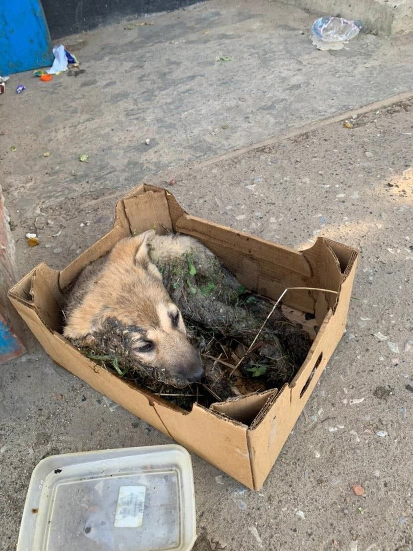 В Коми неизвестные облили щенка клеем и бросили его в лесу