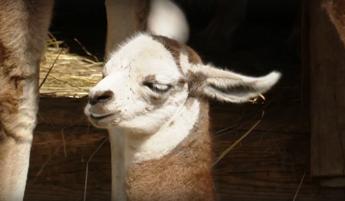 В Сыктывкаре родился милый малыш-лама (видео)