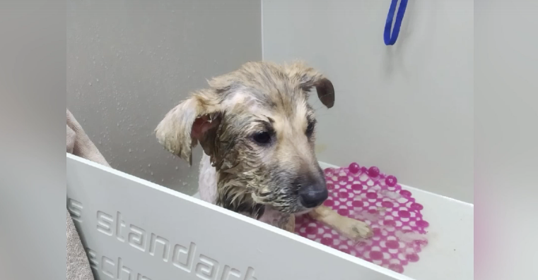 Щенок из Коми , которого облили клеем и бросили в лесу, начал свободно ходить и есть (видео)