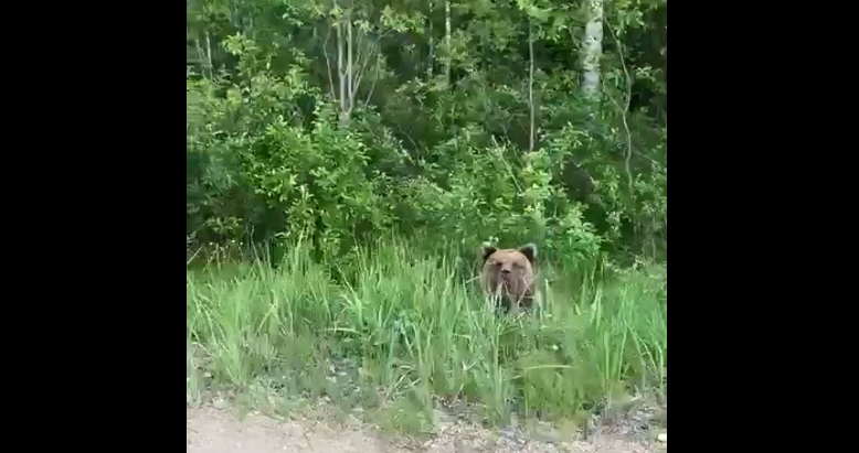 На трассе в Коми заметили скромного мишку (видео)
