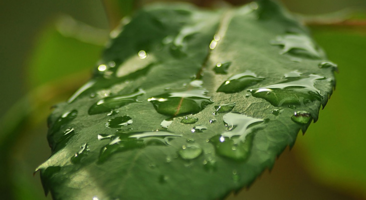 Готовим кондиционеры: синоптики пообещали новую волну жары в Коми