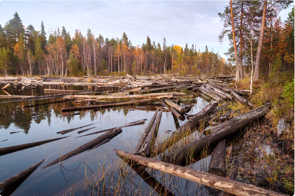 В Коми вернутся к сплаву леса вместо перевозок большегрузами