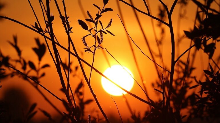 Солнце и слабый ветерок: погода в Сыктывкаре на 13 июля