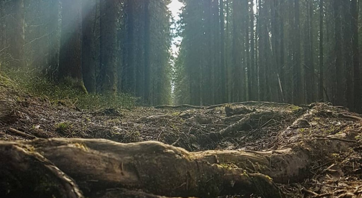 Пропавшую сыктывкарскую бизнес леди нашли мертвой