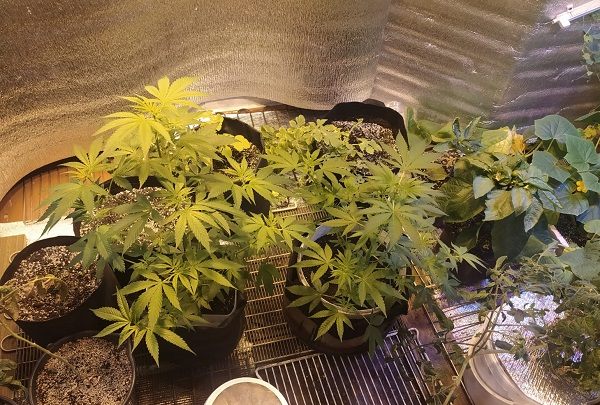 В Коми задержали «фермера»: 22-летний парень вырастил дома коноплю