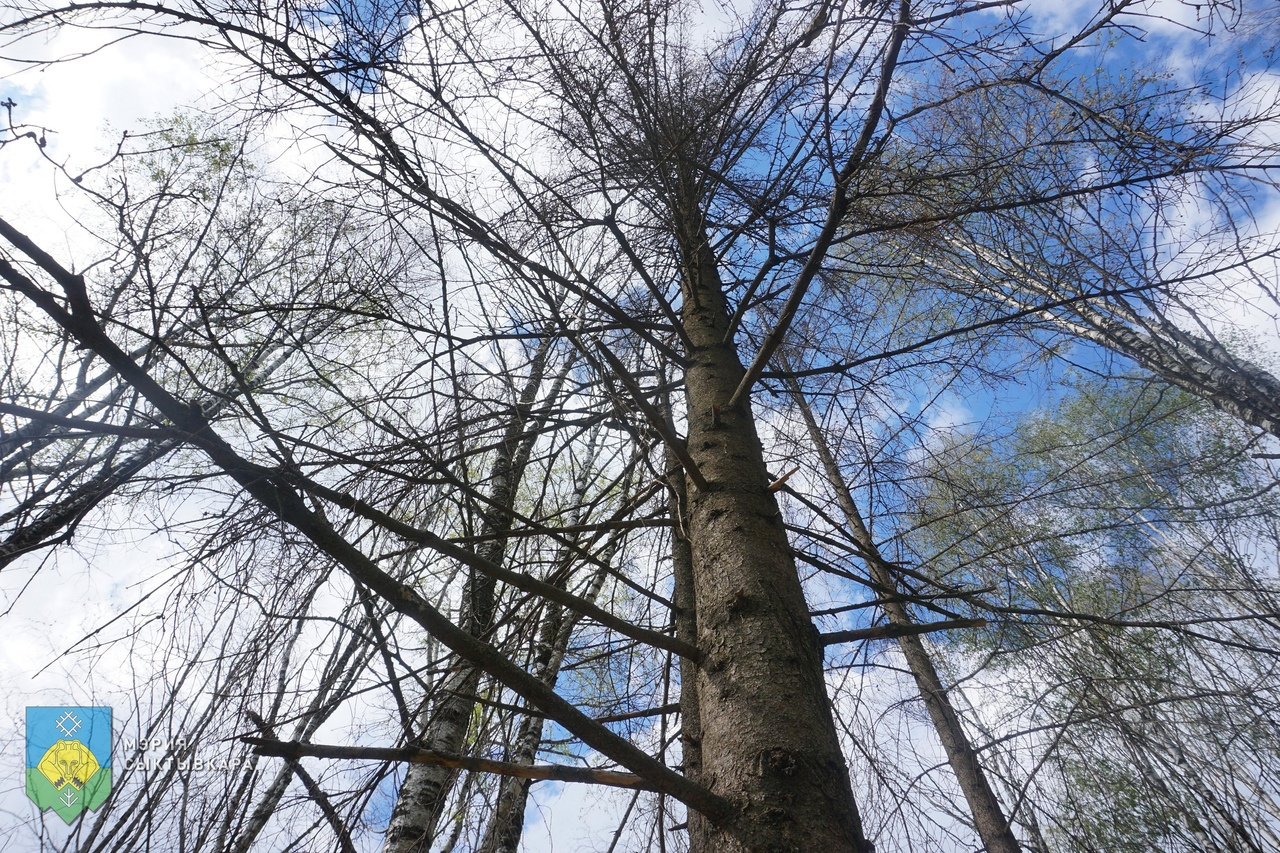 В парках Сыктывкара спилят деревья