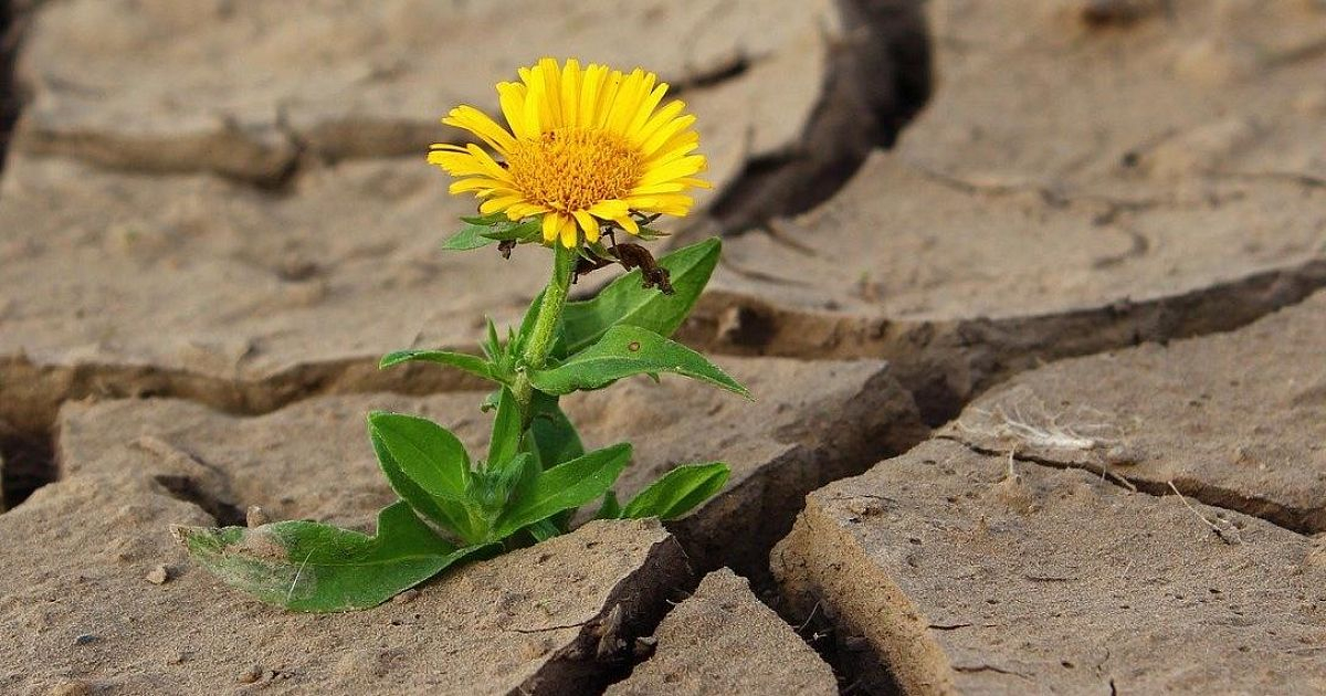 30-градусная жара: погода в Сыктывкаре на 13 августа