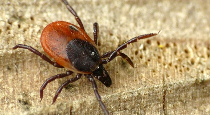 Клещи покусали почти три тысячи жителей Коми