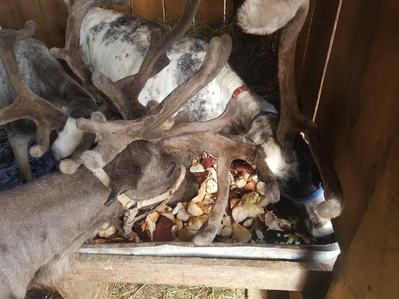 Сыктывкарцев попросили помочь оленям и собрать для них грибы