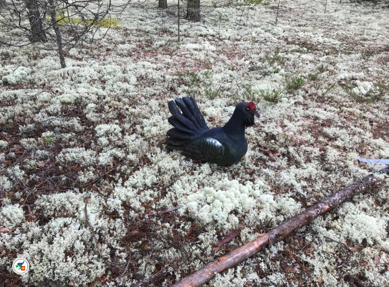 Все, что не приколочено: в Коми из леса украли тетерева