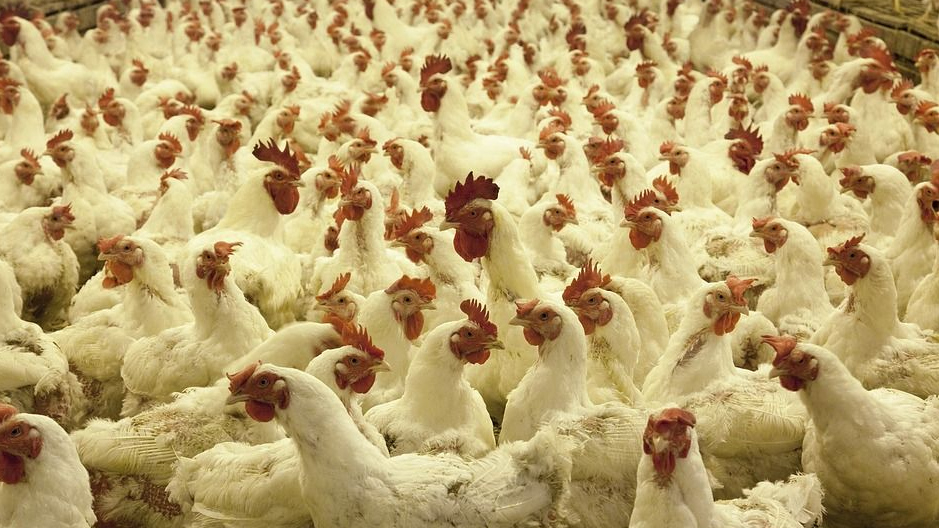 В России вывели породу кур, несущую яйца для создания вакцин