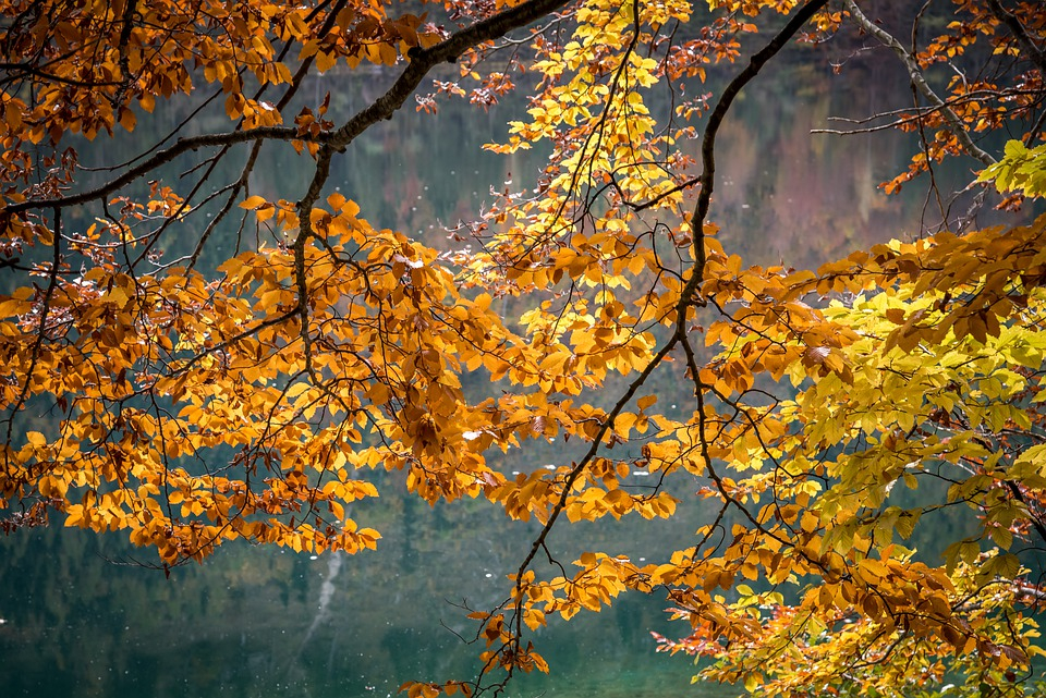 Холодные ночи: погода в Сыктывкаре на 11 сентября