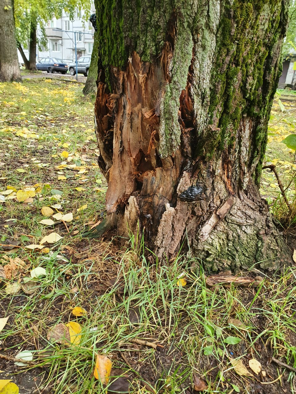 В Сыктывкаре над детской площадкой лопнул тополь