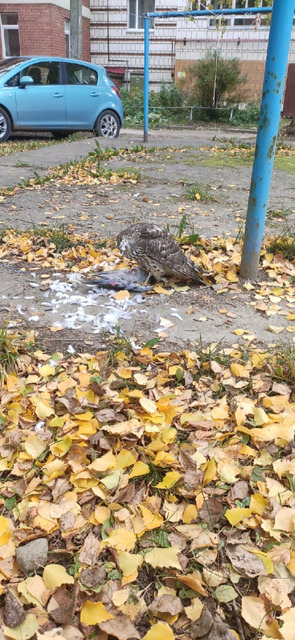 Сыктывкарцы засняли во дворе дома завтракающего ястреба