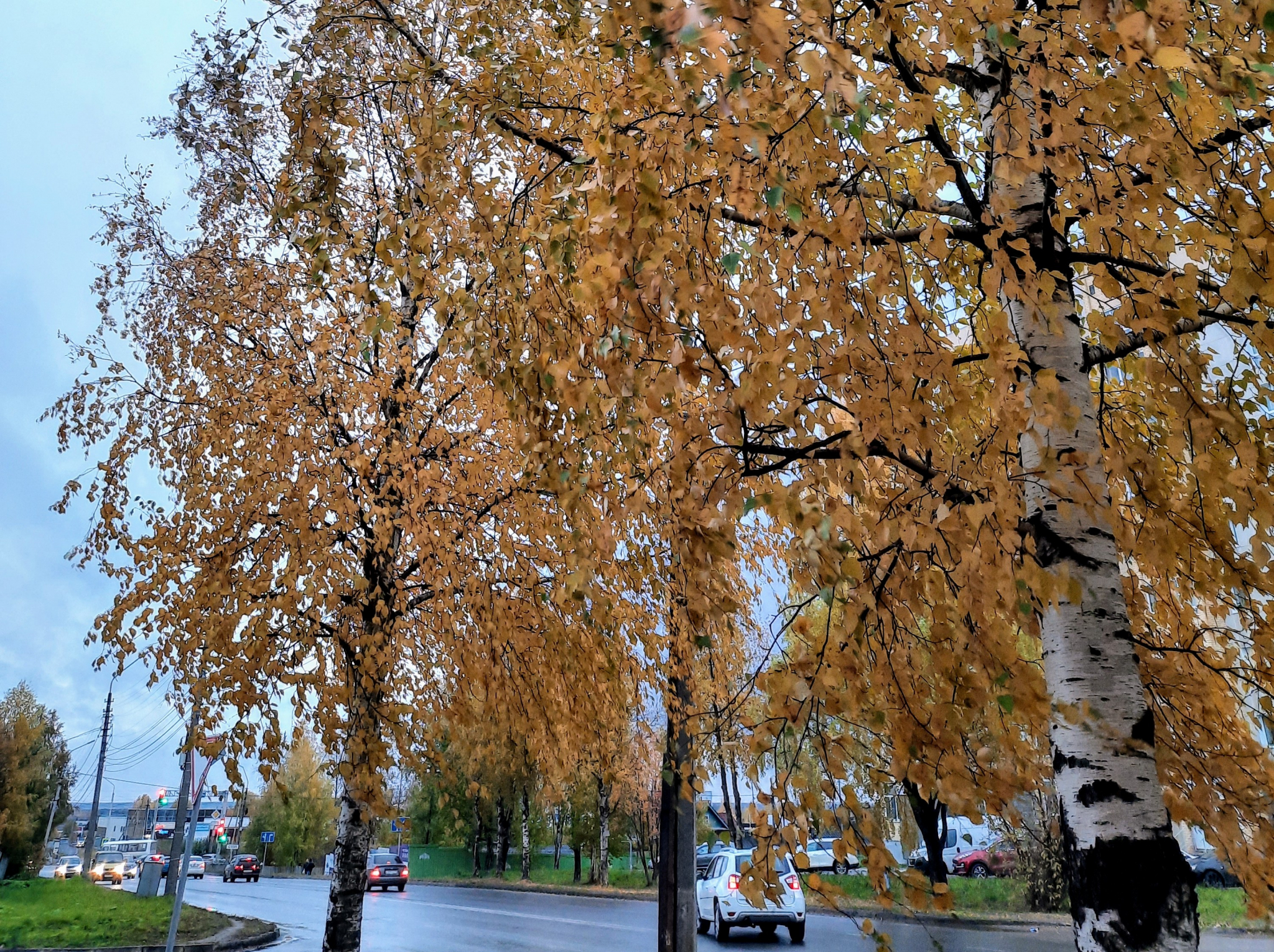 Синоптики заявили, что в Россию пришла золотая осень